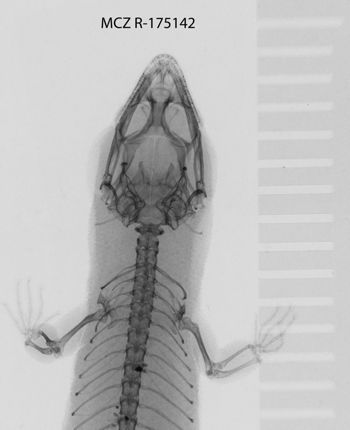 Media type: image;   Herpetology R-175142